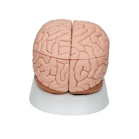 Anatomical Teaching Models | Plastic Human Brain Models | 8-Part Brain ...