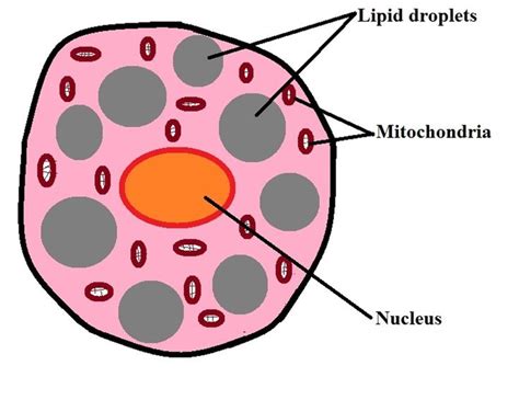 What are Adipocytes? What are their Functions? in 2021 | Brown adipose ...