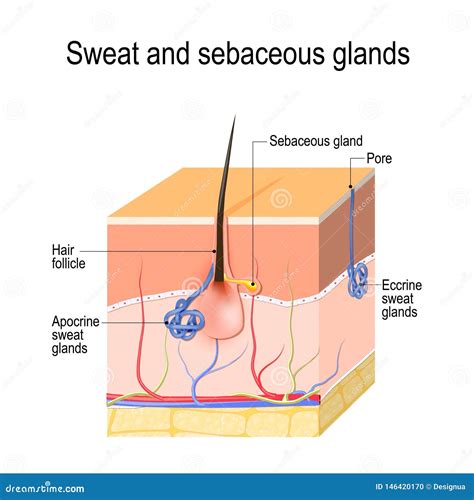 Sweat Glands Apocrine, Eccrine and Sebaceous Gland. Cross Section of ...