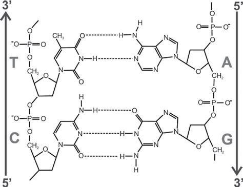 H-bonds in DNA. Part of the Watson and Crick DNA structure with ...