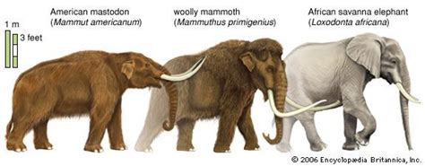 Proboscidean | mammal | Britannica.com