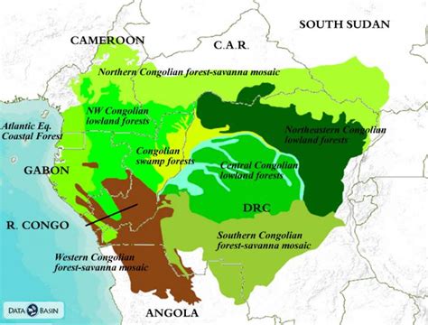 Congo Basin Ecoregions | Global Forest Atlas