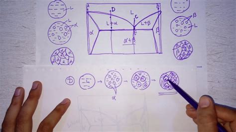 Lecture 17 Microstructures on eutectic and eutectoid phase diagram ...