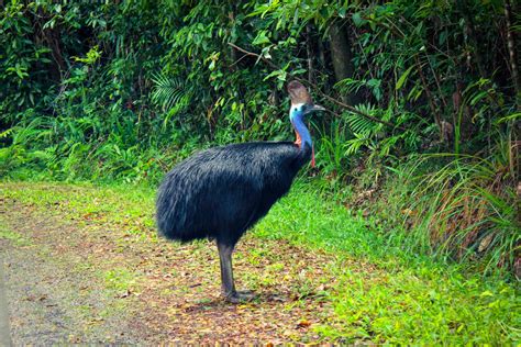 Where can I see the Southern Cassowary in the wild