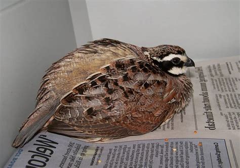 7 Best Quail Breeds to Raise For Eggs, Meat or Hunting