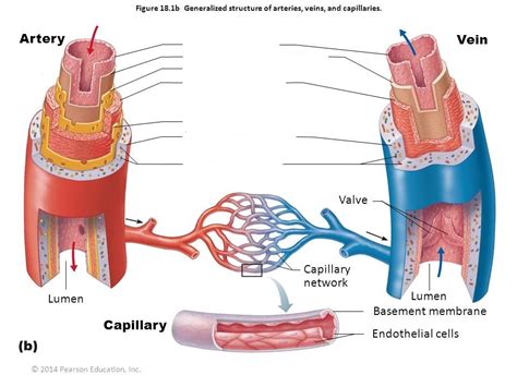 generalized structure of arteries, veins and capillaries Diagram | Quizlet