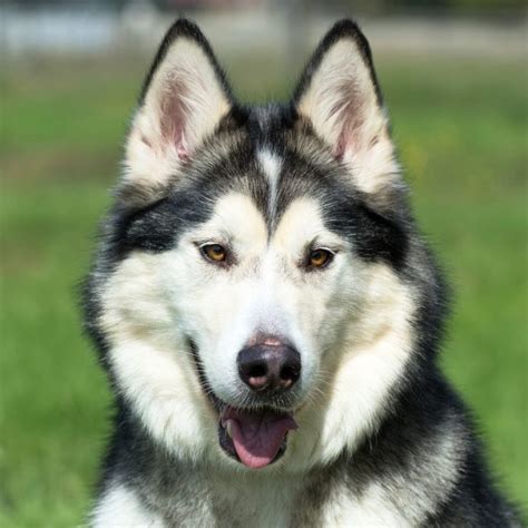 Alaskan Malamute Coat Colors | Coats and Colors