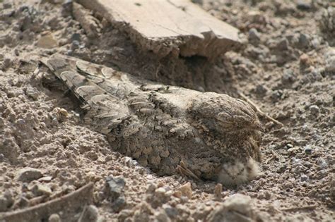 Perfect camouflage - an Egyptian nightjar (Caprimulgus aegyptius ...