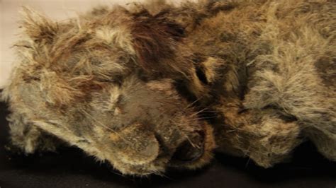 Scientists unveil extinct Ice Age lion cubs pulled from Russian permafrost