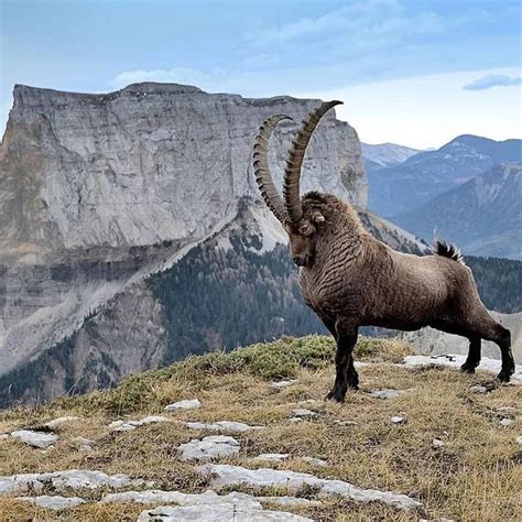 Stunning Ibex | Animali selvatici, Animali rari, Animali selvaggi