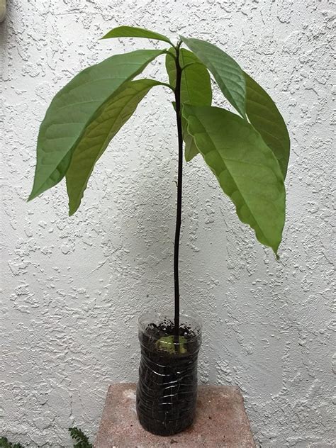 Can you Grow an Avocado Tree Indoors? - Grow My Own Health Food