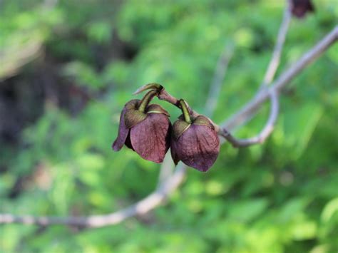 Understanding Pawpaw Flower Sex - Are Pawpaws Monoecious Or Dioecious