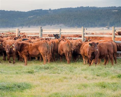 Red Angus Cattle - Meyer Company Ranch