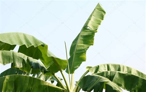 Banana tree leaves — Stock Photo © Gap #181281454