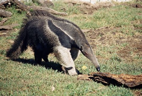 Anteater | The Biggest Animals Kingdom