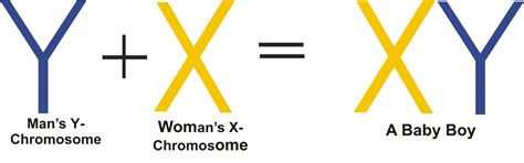 Chromosomes and Baby Sex Determination