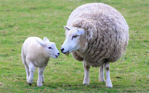 Free photo: Sheep and Lamb - Animal, Farm, Flock - Free Download - Jooinn