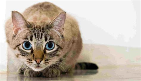 Why is my cat crouching a lot? | Healthcare for Pets