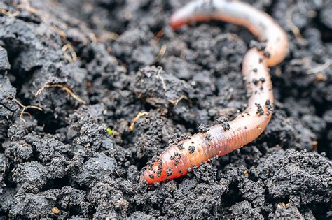 Are Invasive Jumping Worms Taking Over? - Science Friday