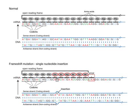 Frameshift Mutation