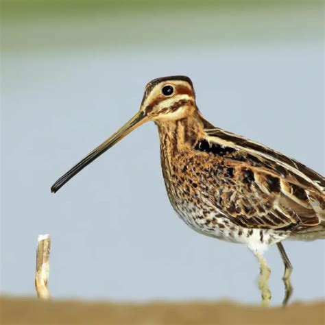 Hunting Snipe In Alabama: A Thrilling Expedition! – Goenthusiast