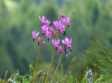 Montana Wildflowers & Ethical Harvesting - Earth Within Flowers