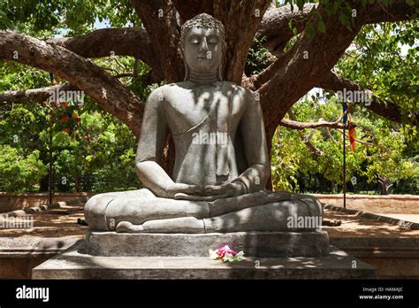 Buddha statue, Seated Buddha under Bodhi tree (Ficus religiosa), Sacred ...