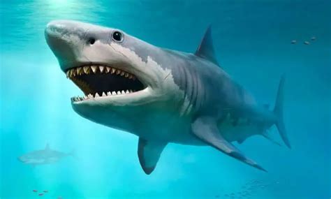 Why Did Megalodon Went Extinct? - JournalHow