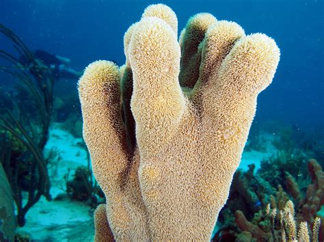 Pillar Coral - Dendrogyra cylindrus - The Exumas, Bahamas - Photo 5 ...