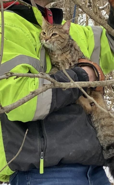 LaRoche helps shelter rescue cat from tree | News, Sports, Jobs - The ...