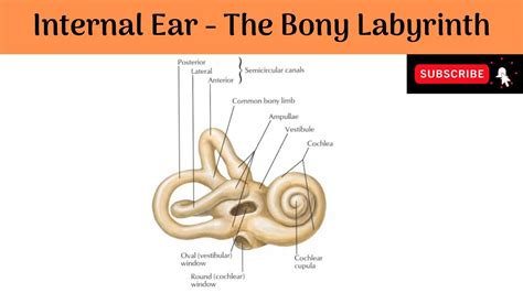 Internal Ear - The Bony Labyrinth | Parts | Features | Scala vestibuli ...