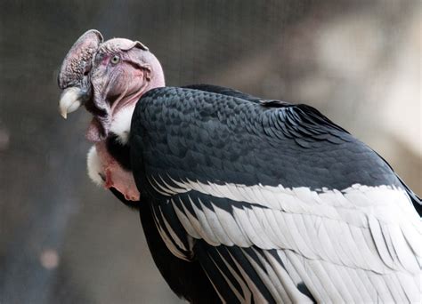 Birds of Prey: The Andean Condor | HubPages