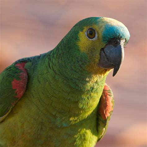 A Few Brazilian Parrots | Sean Crane Photography