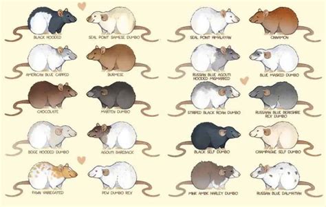 Pet Rat Colors, Coat Types & Markings: Different Varieties in 2023 ...