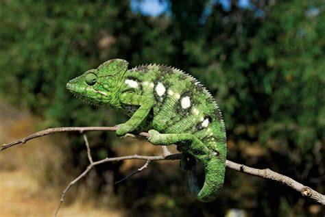 Chameleon | Description, Camouflage, & Facts | Britannica