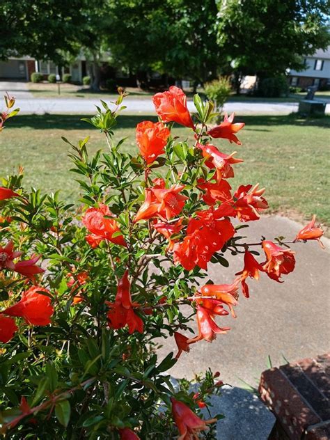 Dwarf Pomegranate Bush, Flowers and Fruits dormant - Etsy