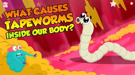 What Causes Tapeworms Inside Our Body? | Tapeworm Infection | The Dr ...