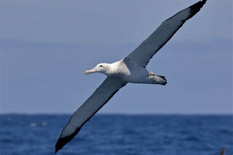 Wandering Albatross: 11 Cool Facts About the Subarctic Bird