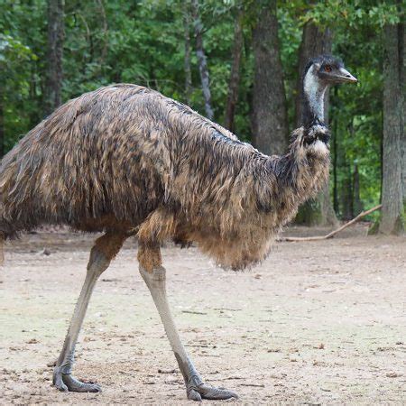 Emu / Interesting Emu Facts And Information For Kids / Emu is a ...