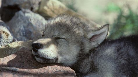 Cute Wolf Puppy Wallpapers - Top Free Cute Wolf Puppy Backgrounds ...