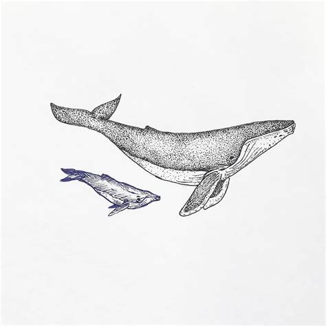 Mother whale with her baby whale. Ink stippling drawing illustration ...