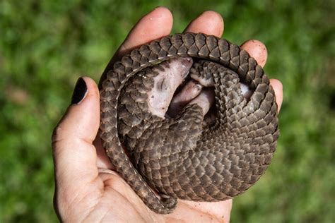 Tiger, pangolin farming in Myanmar risks 'boosting demand'