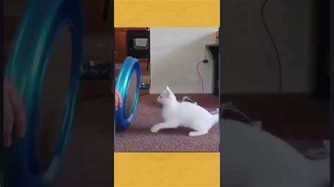 cat shaking his head - YouTube