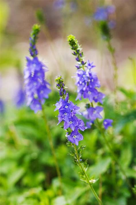 Montana Wildflowers | Jason Savage Photography