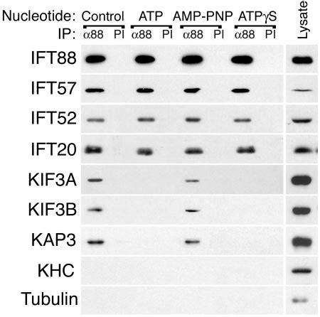 ATP hydrolysis dissociates kinesin II from the IFT complex . Kinesin II ...