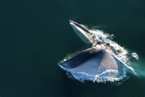 Aerial View Of Fin Whale Lunge-feeding, Baja California, Mexico ...