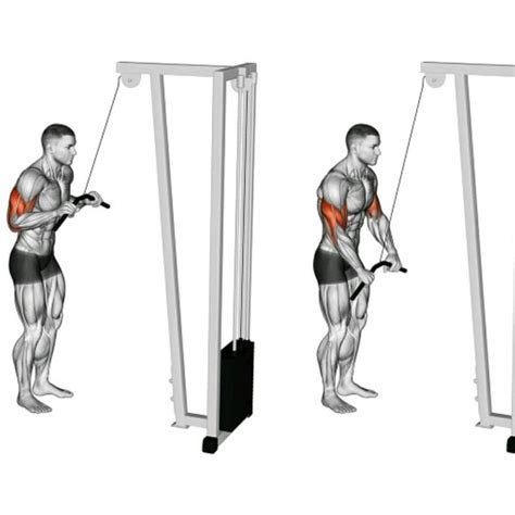 Triceps Pulley by Marcus Frois - Exercise How-to - Skimble