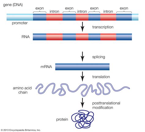 Transcription | Definition, Steps, & Biology | Britannica