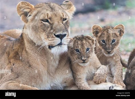 Lioness with two cubs fondling and two cubs looking in to the camera ...