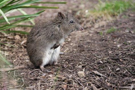 Long nosed potoroo - Alchetron, The Free Social Encyclopedia